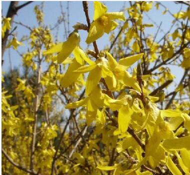 供應(yīng)連翹花 黃老虎 黃花連翹苗木--綠化苗木