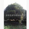 供應20cm25cm分支0.3至2米桂花樹(圖) 大桂花樹 八月桂花樹