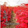 樹苗行道樹綠化苗木 美國紅楓苗 秋火焰數量大