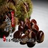 批發 果樹苗 大紅袍板栗果樹苗 栗子苗 盆栽地栽板栗樹苗 易成活