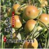批發沾化冬棗苗 直銷棗樹苗 冬棗樹苗 嫁接果樹苗 產量大