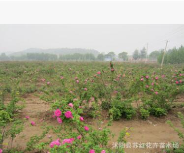 常年出售玫瑰苗 食用玫瑰 四季玫瑰 紫枝玫瑰 無刺玫瑰