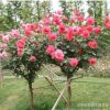 庭院園林觀賞月季花 樹(shù)狀月季 高桿月季單桿月季 當(dāng)年開(kāi)花