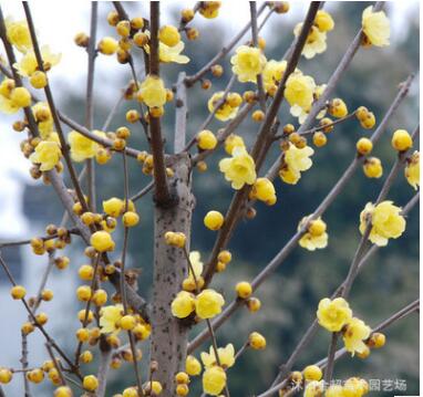基地直銷工程綠化苗木 臘梅樹苗 規格全 庭院觀花耐寒臘梅苗