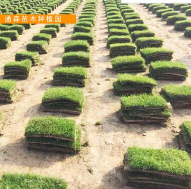 供應綠化草坪 耐踐踏耐寒耐旱百慕大草坪 四季常青綠化草皮