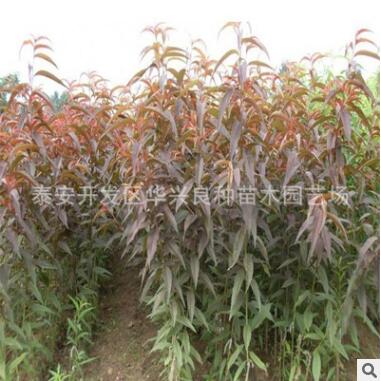 基地供應(yīng)桃樹苗 冬風(fēng)桃苗 春蜜桃苗 映霜紅桃苗1.5公分、2公分
