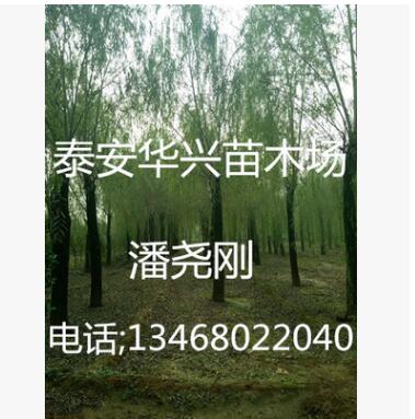 基地出售 20公分、25公分、15公分垂柳 垂柳價格