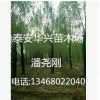 基地供應20公分、25公分、15公分垂柳