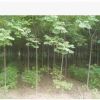 10公分苦楝苗價格 苦楝苗基地批發