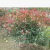 供應3公分桂花小苗，八月桂花，桂花樹，金桂，八月桂花