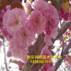 批發(fā)園林綠化樹5公分6公分櫻花樹2年生櫻花樹價格 山東櫻花樹