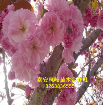 基地批發櫻花樹 櫻花樹 規格齊全 信譽好 櫻花批發