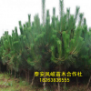 面向全國出售黑松樹 批發(fā)零售優(yōu)質(zhì)黑松 量大從優(yōu)黑松樹來電咨詢