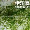 批發水生植物 伊樂藻 沉水植物 水體綠化