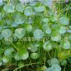 大量批發綠色水培植物 水生植物 銅錢草香菇草 盆栽 水體綠化