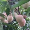 紅將軍蘋果樹苗 苗圃苗現挖 矮化品種果樹苗 甜脆多汁 抗寒抗旱