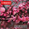 紅梅綠梅 梅花樹苗造型盆景嫁接苗 臘梅苗 庭院室內盆栽
