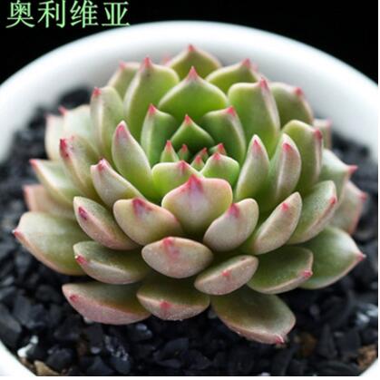奧利維亞 多肉植物 盆栽綠植花卉盆花組合多肉辦公室盆景