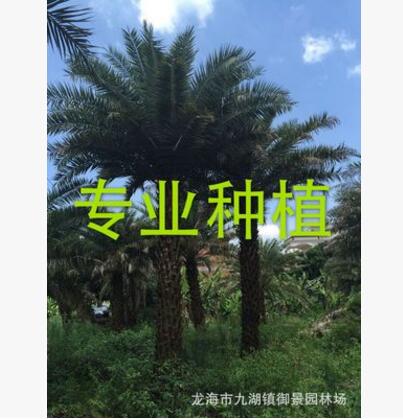 福建中東海棗 漳州銀海棗價(jià)格 圖片 漳浦馬口2017棕櫚綠化苗木