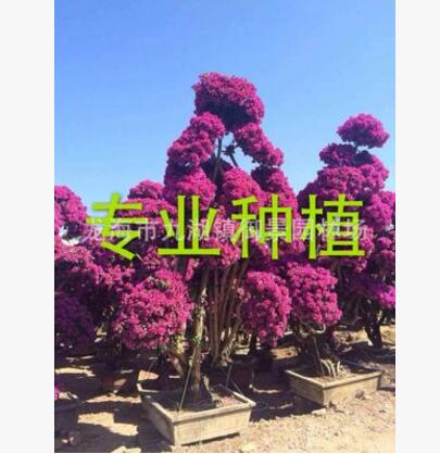 福建造型三角梅樁頭 福建造型三角梅樁景 福建三角梅樹樁報(bào)價(jià)
