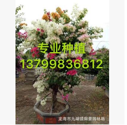 福建三角梅 雙色三角梅 三色三角梅 四色三角梅 五色三角梅價(jià)格