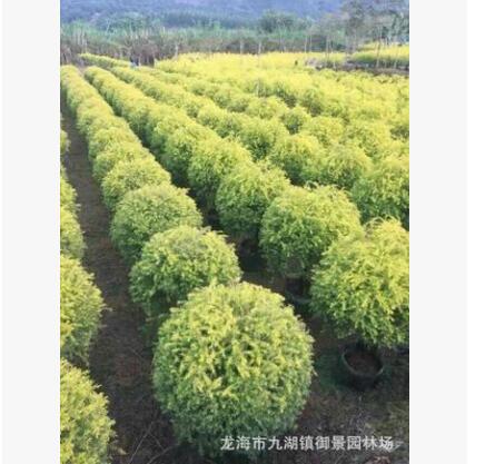 福建黃金寶樹價(jià)格 福建黃金寶樹批發(fā) 福建黃金寶樹種植基地