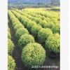 福建黃金寶樹價格 福建黃金寶樹批發 福建黃金寶樹種植基地