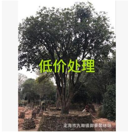 福建八月桂花樹價(jià)格 福建金桂批發(fā)銷售 福建桂花樹低價(jià)處理