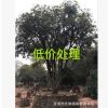 福建八月桂花樹價格 福建金桂批發銷售 福建桂花樹低價處理
