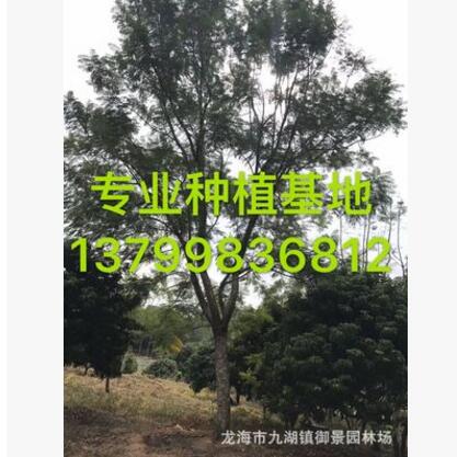 福建藍花楹 四川藍花楹 重慶藍花楹 藍花楹價格