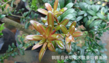 紅芽珍珠羅漢松苗，紅芽珍珠羅漢松實生苗，紅芽珍珠羅漢松原生苗