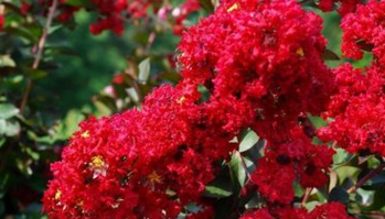 四川省火紅紫薇苗，火赤薇苗，花色紅艷的觀花品種紫薇苗