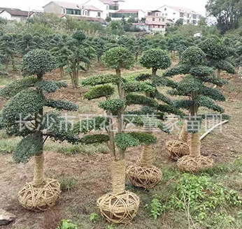 小葉女貞造型樹+景觀樹+風景樹10-15公分小葉女貞樁價格批發