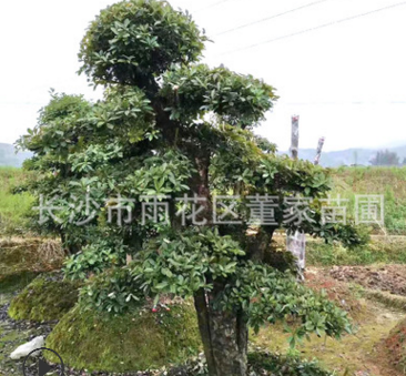 苗圃批發20-22-25公分的欏木石楠樹 造型樹樹形美觀價格實惠