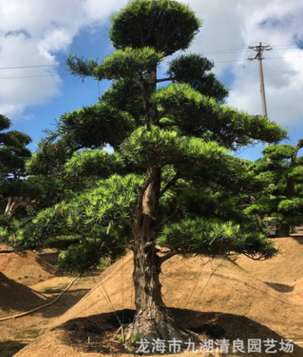 園藝場直供 臺灣造型羅漢松 露天別墅景觀樹 園林綠化盆景