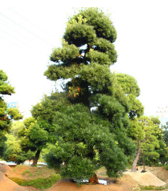 批發(fā)綠化造型羅漢松 庭院綠化景觀樹 盆景 園藝場直供