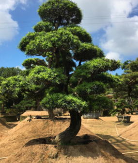 園藝場直供 臺灣南崵羅漢松 盆景 綠化植物 露天別墅羅漢松 苗木