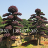 供應20-25公分的 湖南造型紅花檵木 紅花檵木樁景 自然紅花檵木