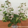 三角梅盆栽花卉 四年三角梅花大苗 植物三角梅花苗 包郵