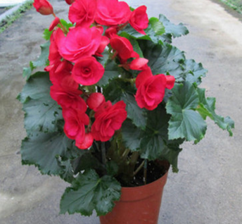花卉盆栽 四季開(kāi)花 玫瑰海棠盆栽 重瓣玫瑰海棠花苗 帶花發(fā)貨