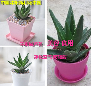 庫(kù)拉索蘆薈 可食用 可直接美容的蘆薈 不夜城蘆薈盆栽 綠植盆栽