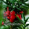 低價批發1-3年生 南北方抗癌植物 曼地亞 紅豆杉苗 耐寒冬