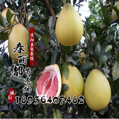 柚子樹苗 批發果樹苗 正宗紅肉蜜柚苗 嫁接柚子苗 3年結果苗