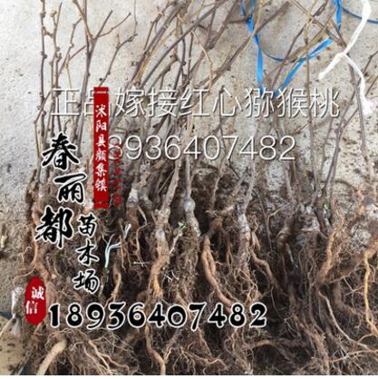 基地直銷黃心獼猴桃嫁接苗 奇異果樹苗 果樹苗 黃心獼猴桃樹苗