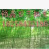 青竹銘鑫園藝批發 水生植物 水生花卉 花卉植物批發. 綠化工程