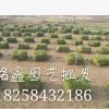 馬尼拉 水生植物 水生花卉 綠化花卉 常綠喬木