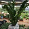 金錢樹盆栽 綠植花卉 觀賞植物 觀葉植物 美化環境 凈化空氣