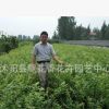 果樹藍莓樹苗 藍莓苗10年大苗 北方種植 南方種植