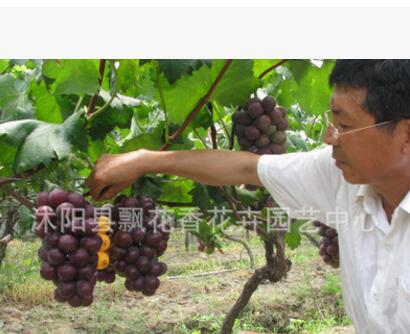 苗圃低價直銷葡萄苗種苗 葡萄樹苗 夏黑 紅提 果樹 盆栽 地栽