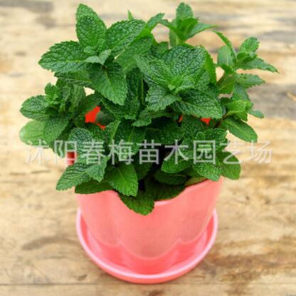 批發檸檬薄荷苗 盆栽食用綠薄荷草 吸毒草 驅蚊草香草植物
